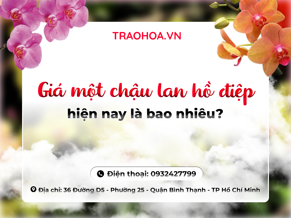 Giá một chậu lan hồ điệp hiện nay là bao nhiêu?