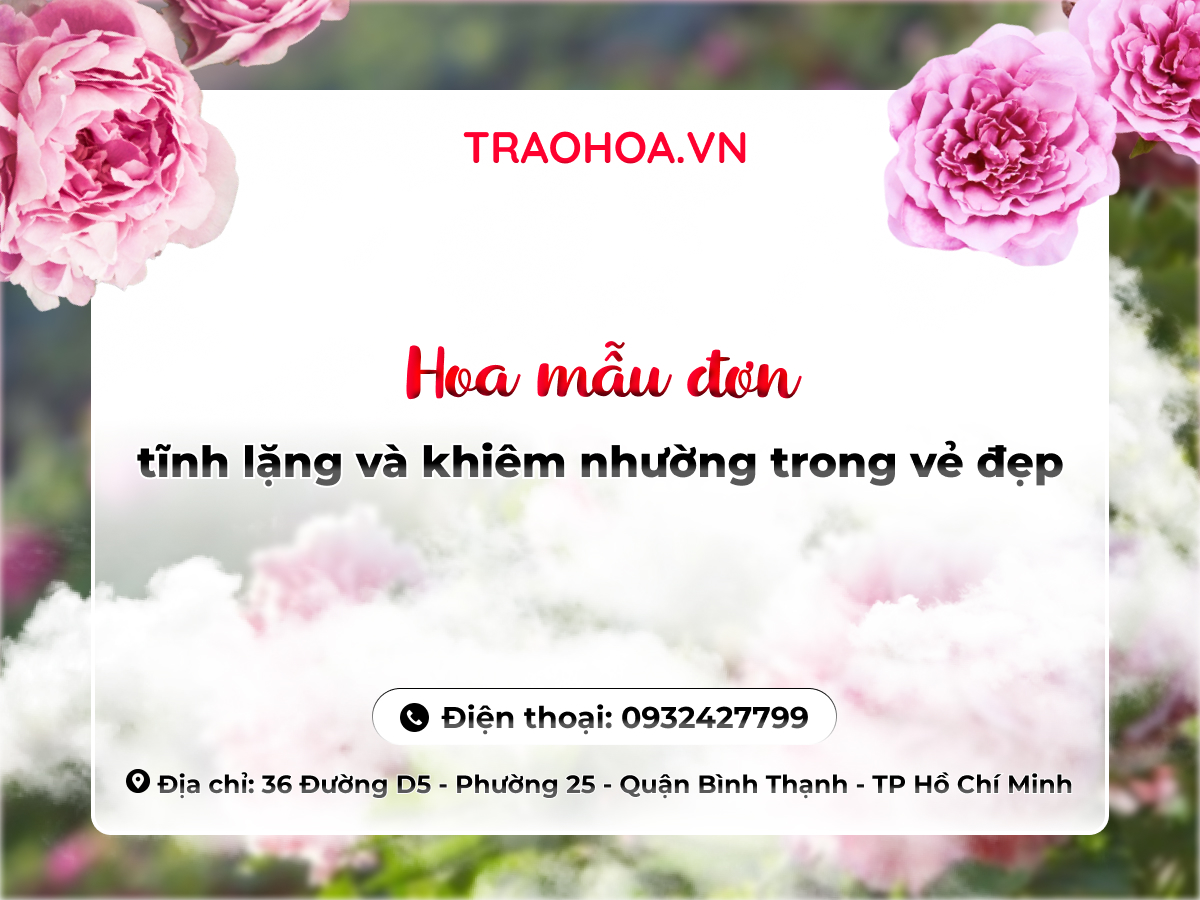 HOA MẪU ĐƠN: TĨNH LẶNG VÀ KHIÊM NHƯỜNG TRONG VẺ ĐẸP