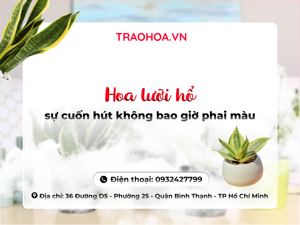 HOA LƯỠI HỔ: SỰ CUỐN HÚT KHÔNG BAO GIỜ PHAI MÀU