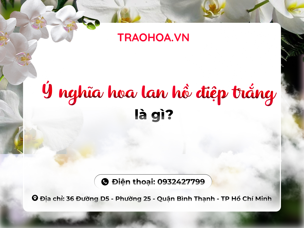 Ý nghĩa hoa lan hồ điệp trắng là gì?