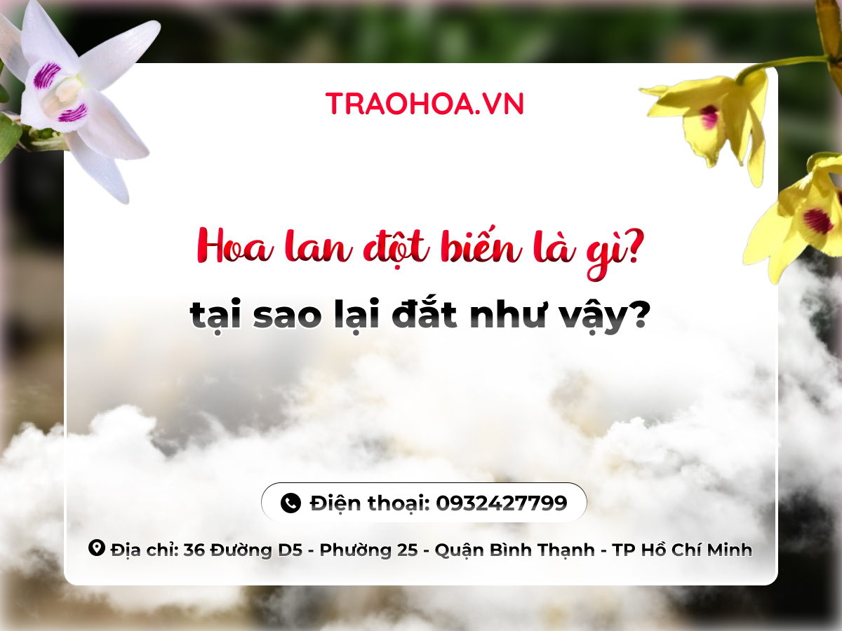 Hoa lan đột biến là gì? tại sao lại đắt như vậy?