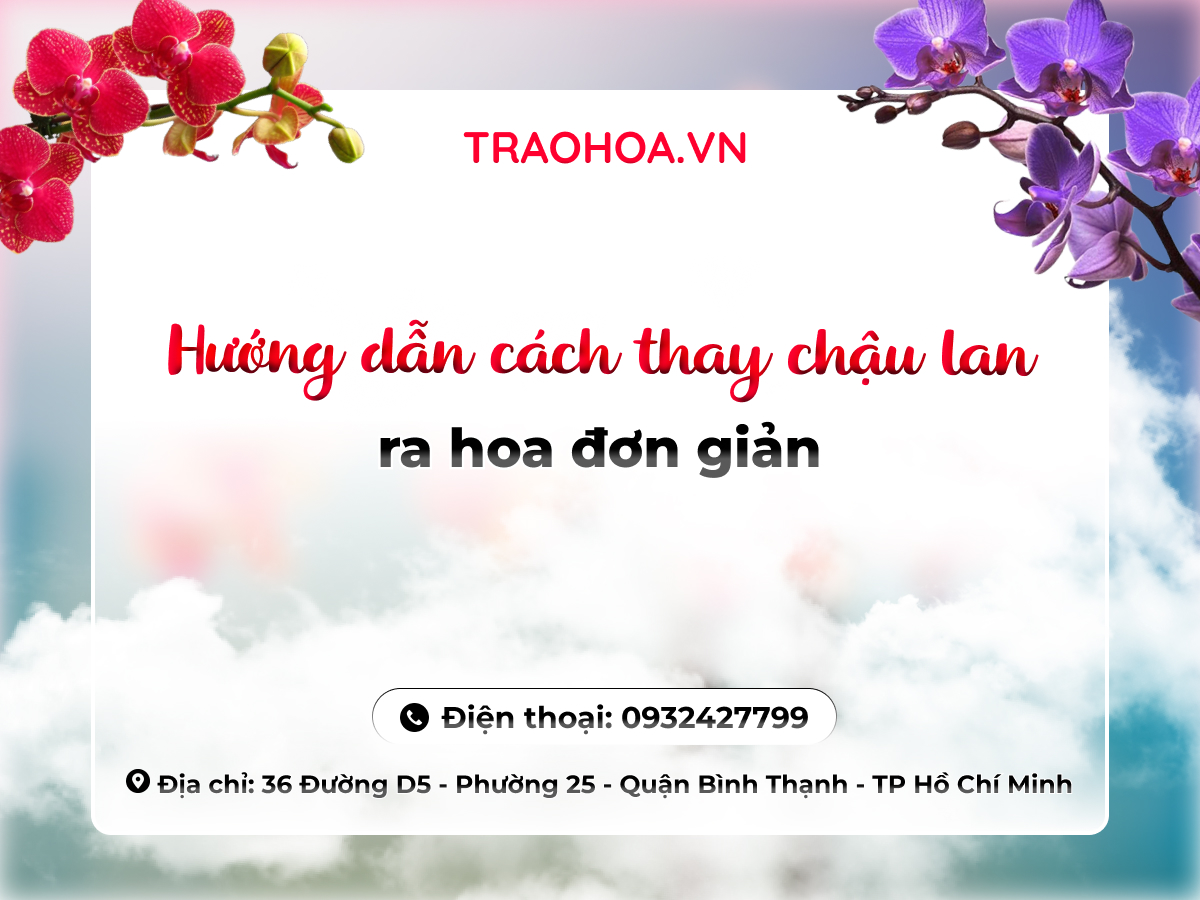 Hướng dẫn cách thay chậu lan ra hoa đơn giản