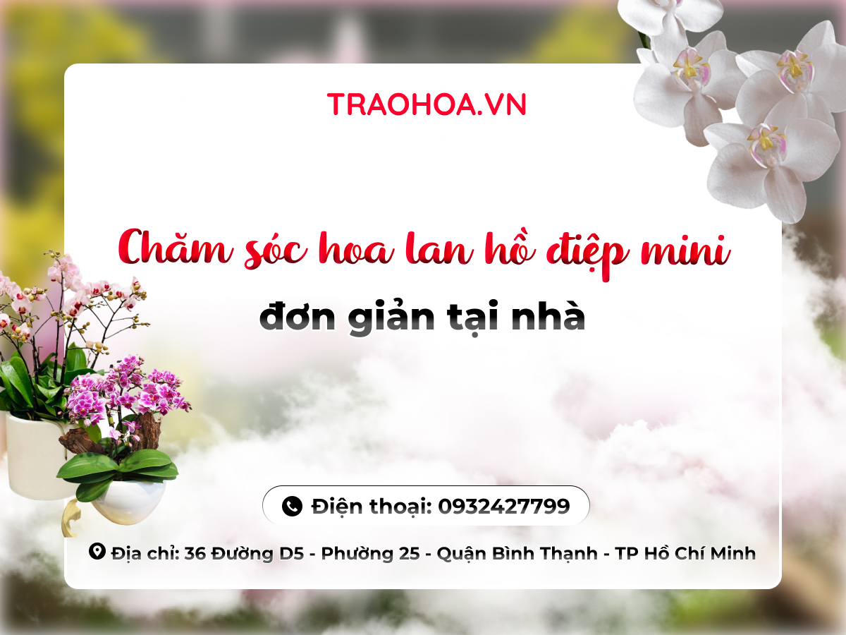 Chăm sóc hoa lan hồ điệp mini đơn giản tại nhà