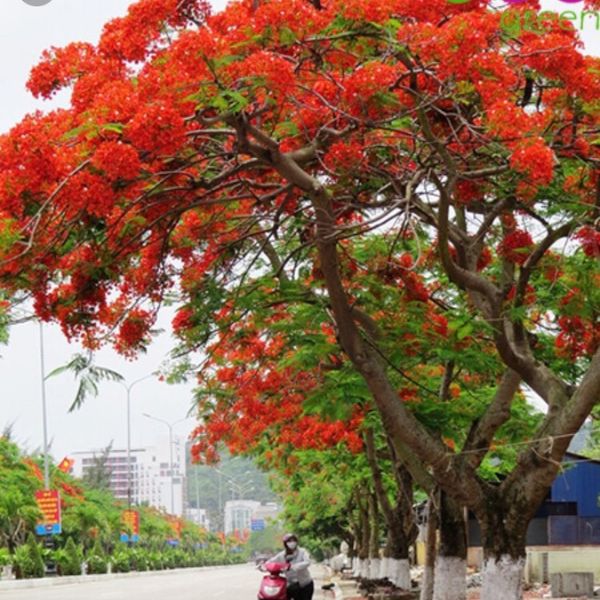 hoa phượng vỹ đỏ (2)